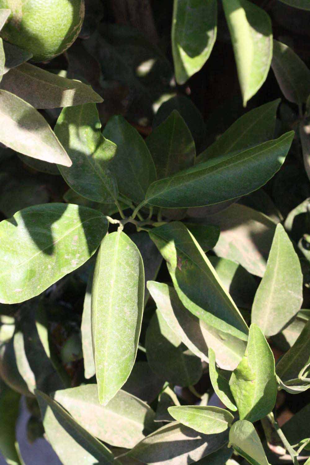              Sun leaves (Riverside, CA)       